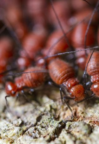 Drywood Termite