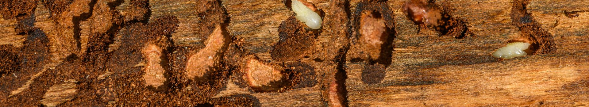 Termite Larva in Log