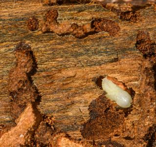 Termite Larva in Log